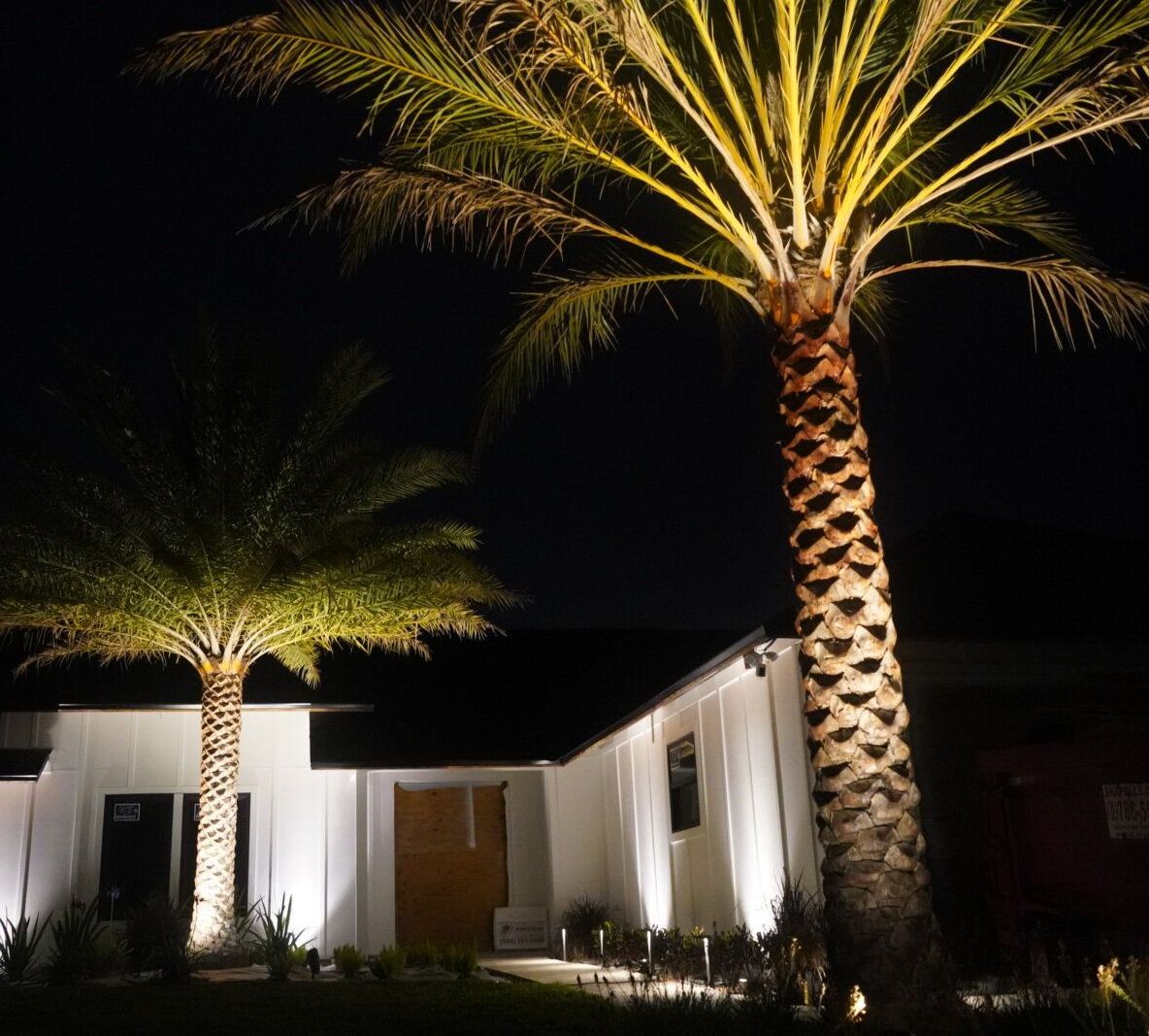 Palm trees with landscape uplighting in front of a home